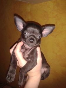 chihuahua negro, información del chihuahua
