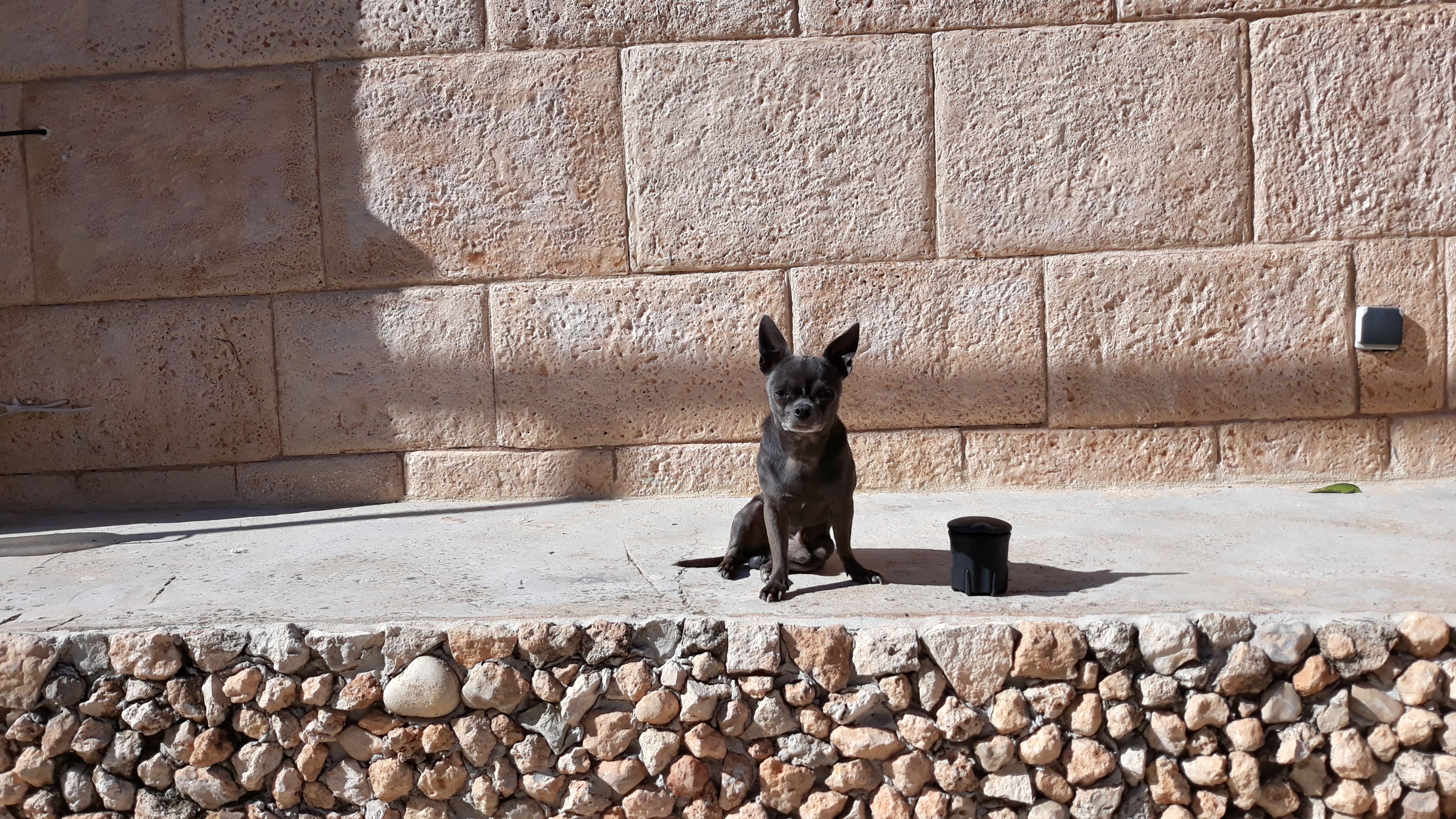 macho azul cruza chihuahua