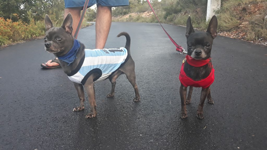 camisetas para perros mundial 2018