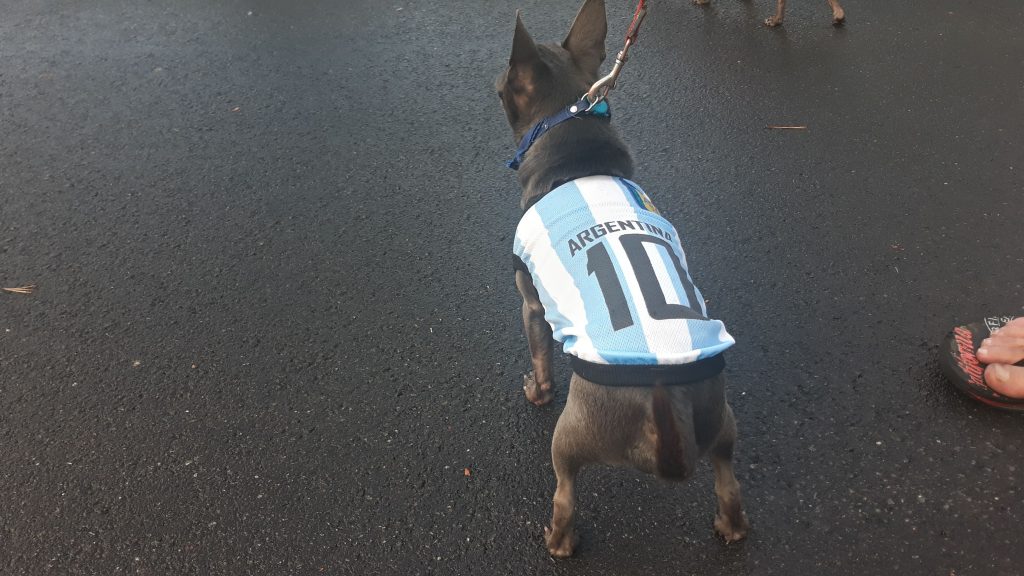 camiseta de argentina para perros chihuahua