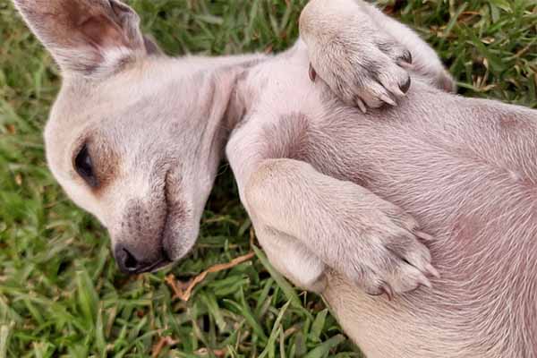 cuanto tiempo esta embarazada una chihuahua