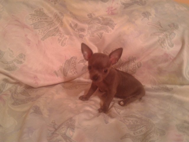 chihuahua azul cabeza de venadoprecio