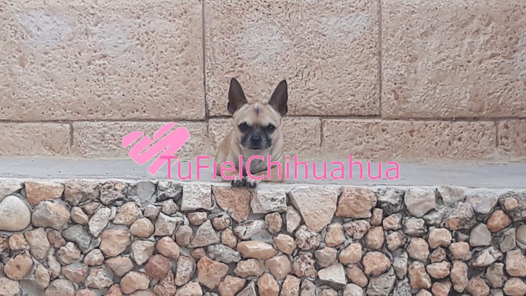 chihuahua cabeza de manzana precio