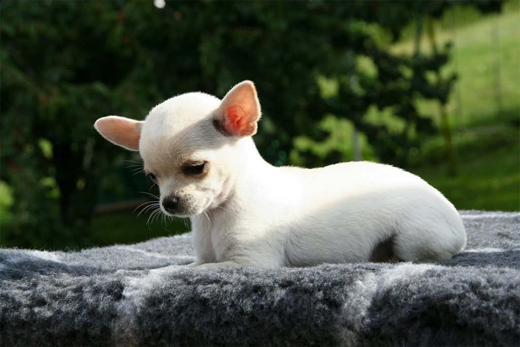 precio chihuahua con pedegree