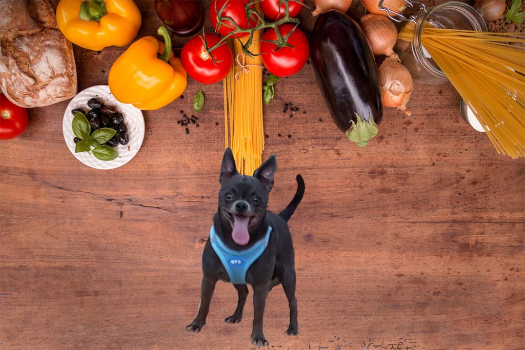 chihuahua azul cabeza de manzana precio