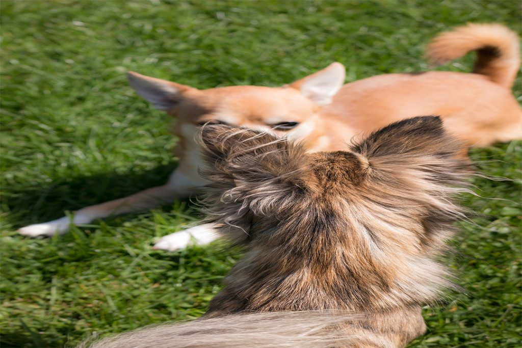 chihuahua pelo corto y chihuahua pelo largo