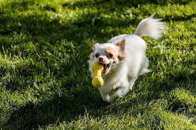 juguetes para perros chihuahua