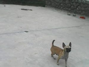 caracter del chihuahua