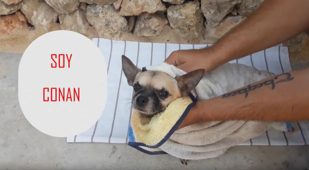 Como bañar a un perro Chihuahua 5
