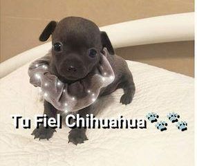 chihuahua azul