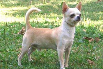 chihuahua cabeza de manzana