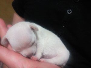 chihuahua blanco, información del chihuahua