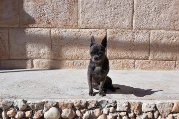 cruza de perro chihuahua