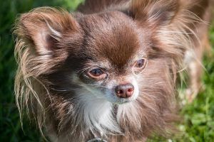 información sobre la raza del chihuahua, chihuahua chocolate, chiguagua de pelo largo