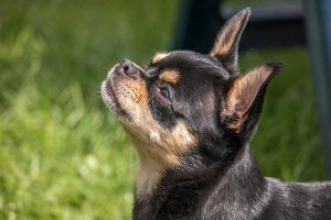 información sobre la raza del chihuahua chihuahua negro y fuego