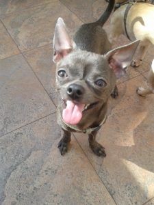 alimentación perro chihuahua