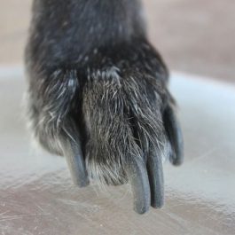 como cortar uñas a un perro chihuahua