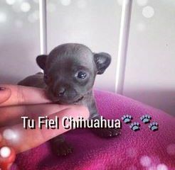 chihuahua azul