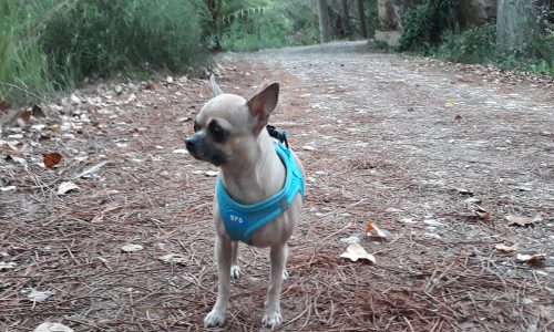 chihuahua cabeza de manzana