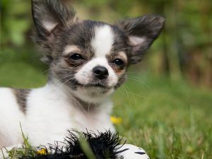 informacion sobre el chihuahua chihuahua blanco y negro bicolor