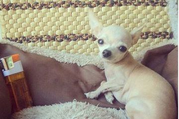Chihuahua toy