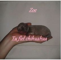 chihuahua colores lila lavanda