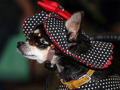 accesorios para chihuahuas toy
