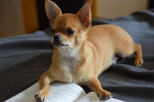 cuidados del chihuahua chihuahua