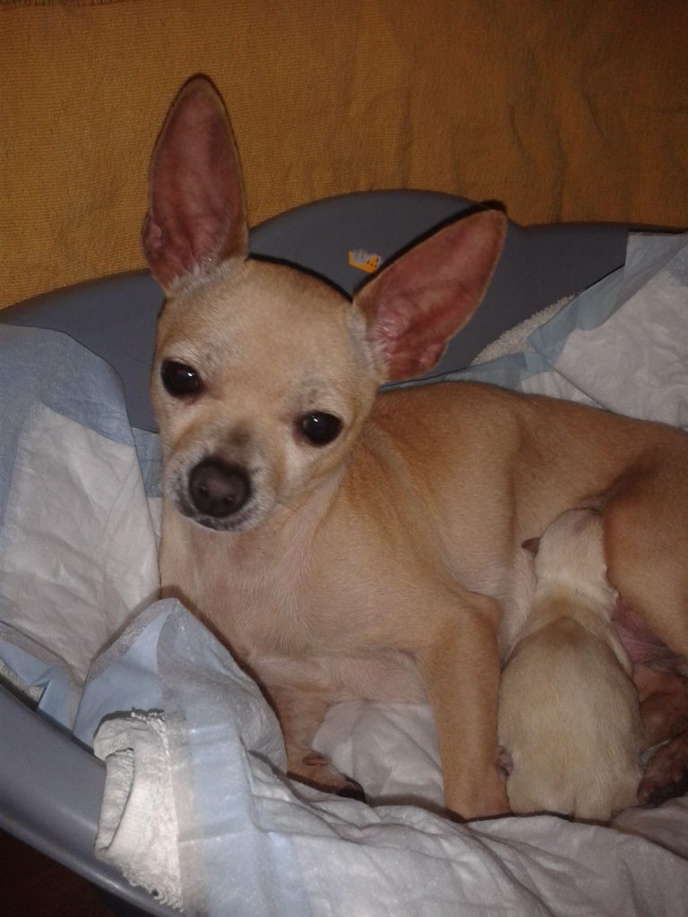 Cuanto Cuesta Perros Chihuahua Cabeza De Manzana Precio
